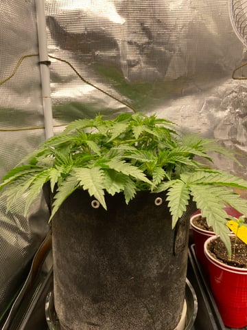 blackberry marshmallows  — vegetative, day 33
