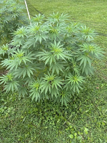 2026 Outdoor — flower, day 83