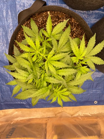 Banana Kush Auto Seed Supreme — vegetative, day 26