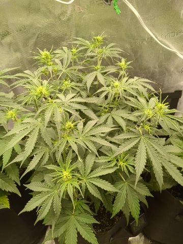 first grow — flower, day 27