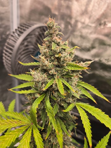 3rd Grow 3x3 tent — flower, day 86