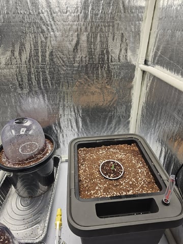 Bruce Banner — seedling_rooting, day 99