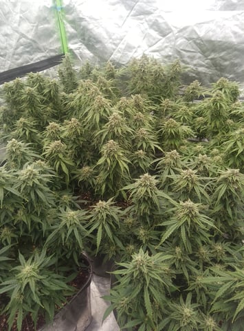 New run using General Hydroponics  — flower, day 28