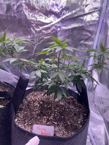 2nd grow — vegetative, day 64