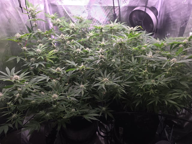 Blue Dream Feminized  — flower, day 125