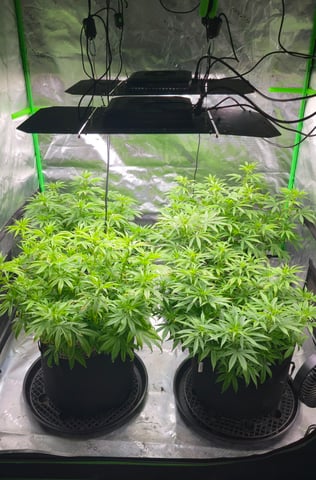 This grow may be interesting! — vegetative, day 110