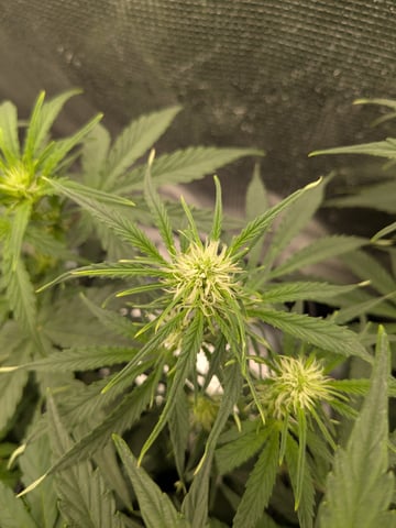 first grow — flower, day 33