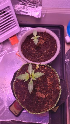 pineapple Express 