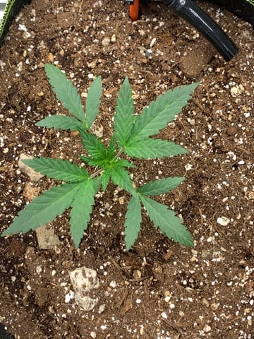 Six  — vegetative, day 24