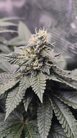 Purple Nasty By Ethos Seeds — flower, day 92