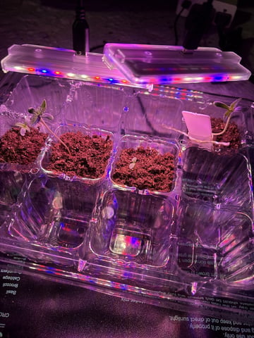 My First Grow