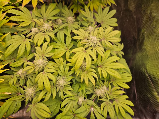 Double Trouble  — flower, day 80