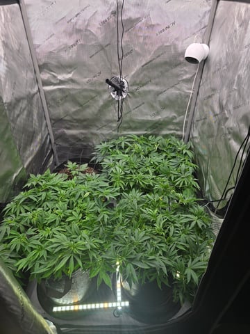 Purple Haze  — flower, day 48