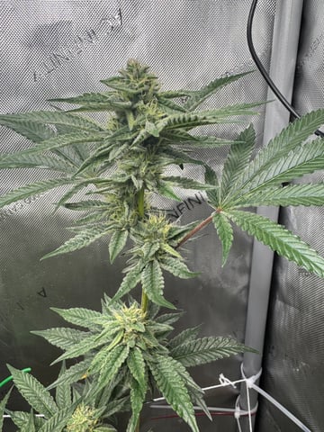 catpiss canyon & Apple Candie  — flower, day 14