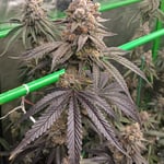 Trippy_Rolled8727