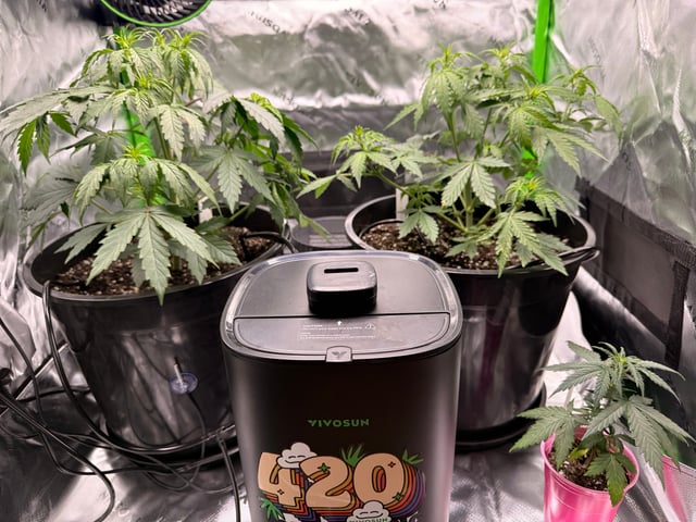 white Widow  — vegetative, day 7