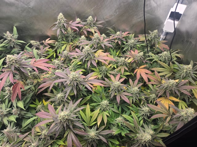 First Grow — flower, day 107