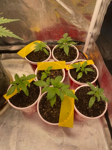 The White X Run Away Bride #3 — seedling_rooting, day 19