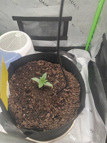 Critical Purple Kush — vegetative, day 22