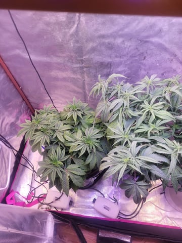 2 Week Old Babies — vegetative, day 19