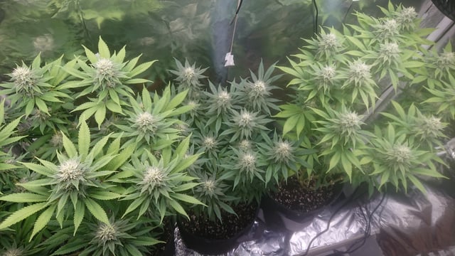 Closet grow  — flower, day 64