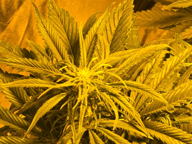 2nd Autoflower Indoor Grow — flower, day 42