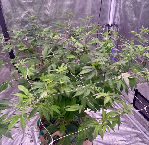 grow 4 — flower, day 65