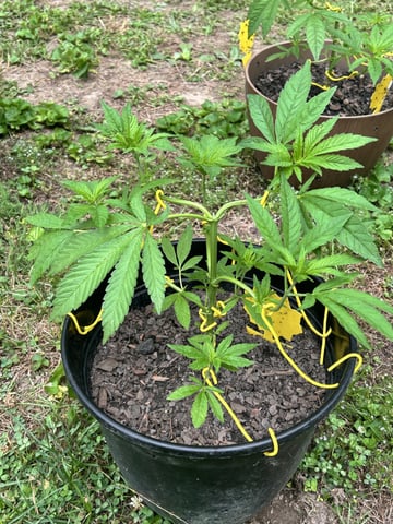 2026 Outdoor — vegetative, day 46