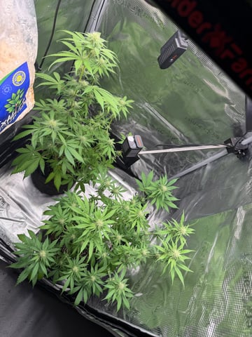  Trying to go big — flower, day 98