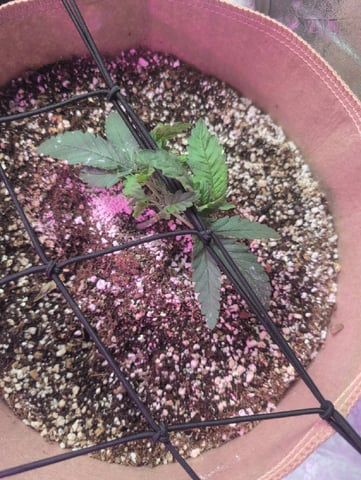 2025-26 — vegetative, day 15