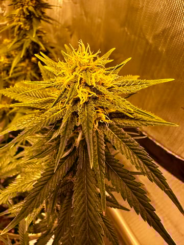 XJ-13 x Pennywise — flower, day 117