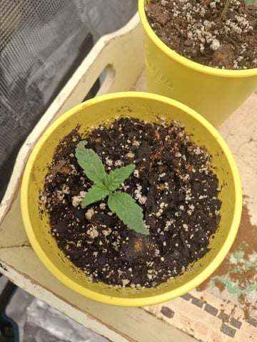 First Grow — seedling_rooting, day 7