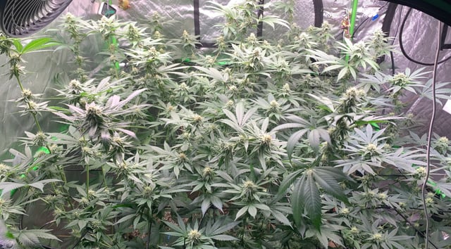 Papaya Frosting  — flower, day 95