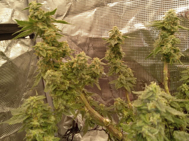 Blueberry critical kush x purple peyote wifi  and one L.a kush cake . — flower, day 36