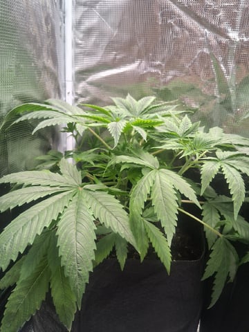 First Indoor Grow  — vegetative, day 35