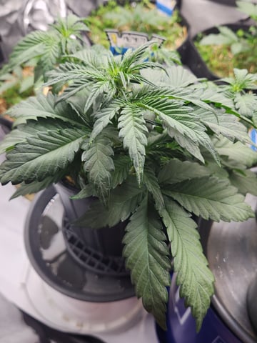 Mephisto Apple Crush in Nature's Living Soil  — vegetative, day 35