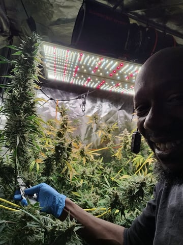 First grow — harvest, day 97