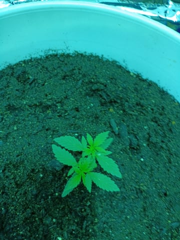 first grow — vegetative, day 105
