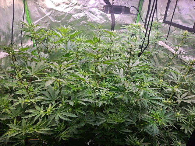 1st Grow — flower, day 36