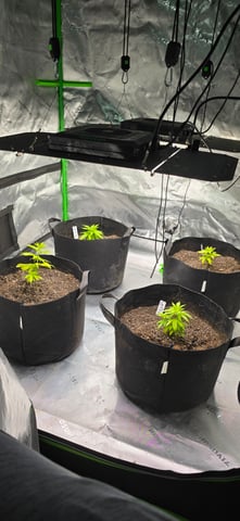 This grow may be interesting! — vegetative, day 53