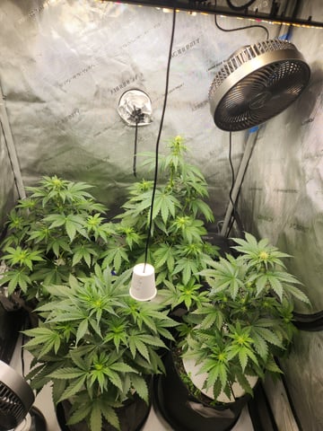 Rings of Saturn & Ghostboosters - Apollo Haze Artisanal Line — flower, day 39