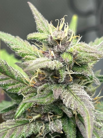 Vanna's Vanilla — auto, day 71