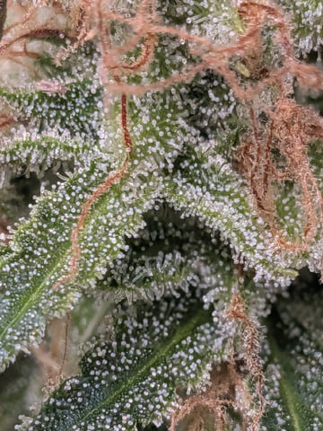 Zkittlez (Auto) — flower, day 106