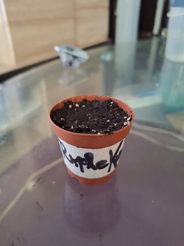 RESTART  — germination, day 3