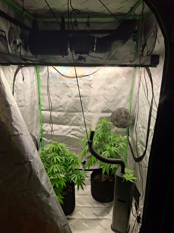 Do Si Dos -Cookies — flower, day 69