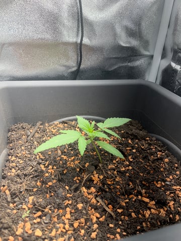 test 1 vanilla gelato — seedling_rooting, day 8