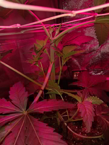 II — vegetative, day 23