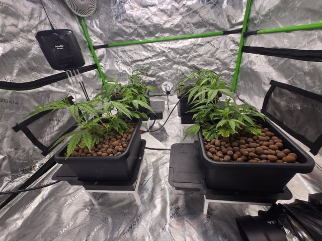 Funk Mountain 2 — vegetative, day 14