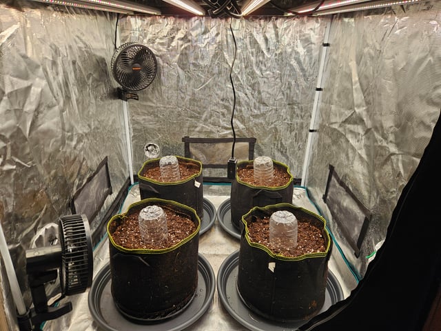 Double Trouble  — germination, day 1