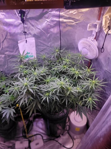 6th Grow — flower, day 48